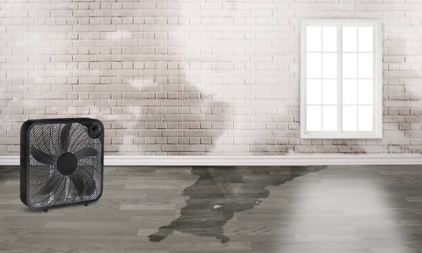 Best Ceiling water damage repair  in Vinton, IA